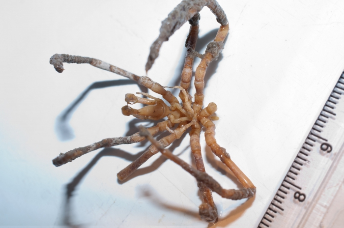 Boreonymphon sp. indet. Boreonymphon sp. indet.