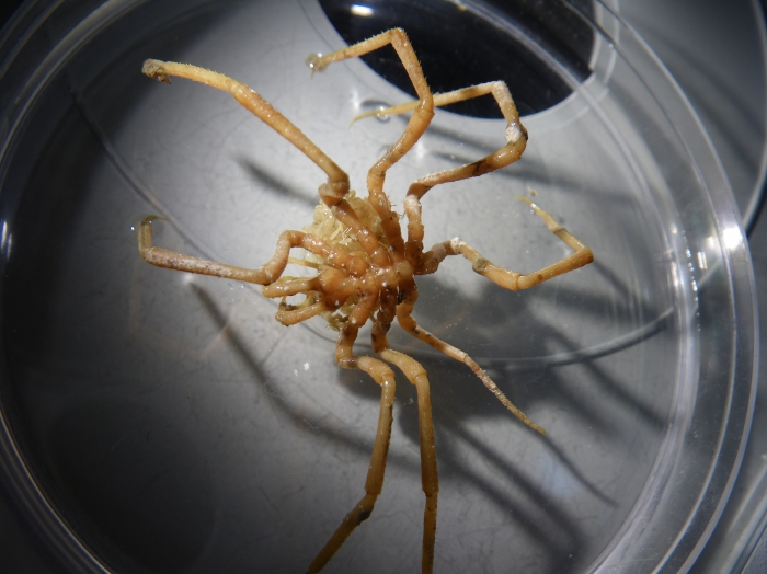 Boreonymphon sp. indet. with young Boreonymphon sp. indet. with young