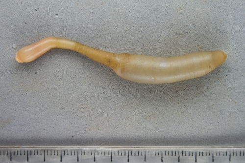 Sipuncula 1 Sipuncula 1