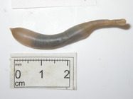 Sipuncula 2