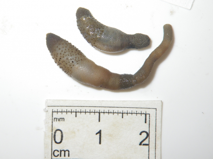 Phascolion-pair Phascolion-pair