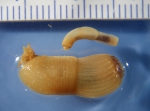 Priapulus caudatus-2, author: Nozes, Claude