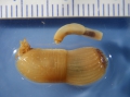 Priapulus caudatus-2