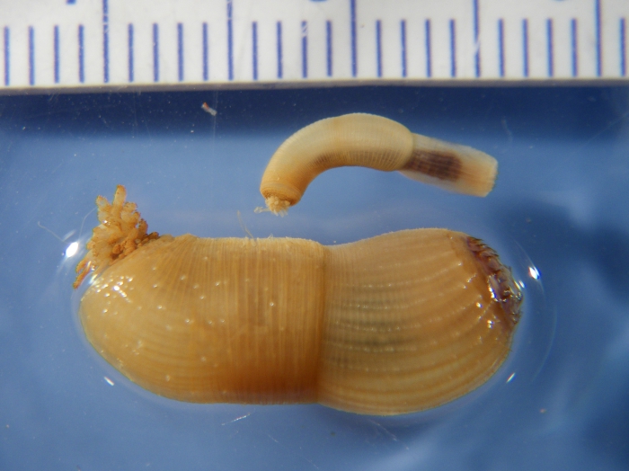 Priapulus caudatus-2 Priapulus caudatus-2