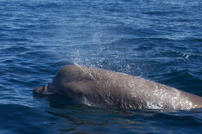 Northern bottlenose whale Northern bottlenose whale
