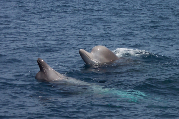 Northern bottlenose whales spyhopping Northern bottlenose whales spyhopping
