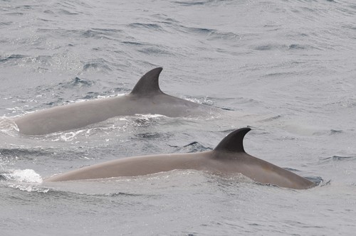 Northern bottlenose whales - dorsal fins