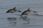 Mammals