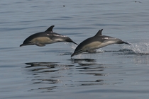 Short-beaked common dolphins