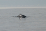 Fin whale surfacing, author: Hilary Moors