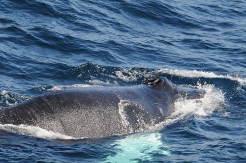 Humpback whale surfacing