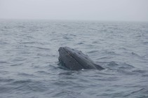 Humpback whale spyhopping