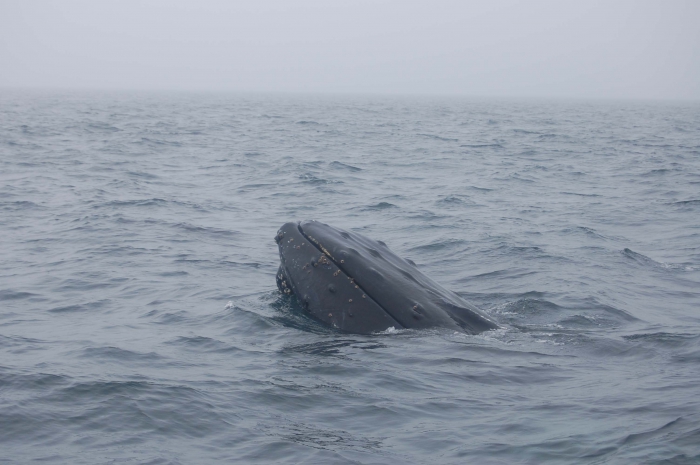 Humpback whale spyhopping Humpback whale spyhopping