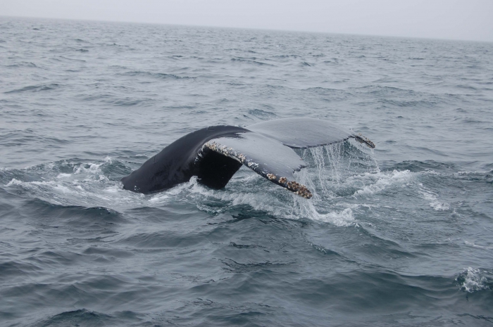 Humpback whale fluke Humpback whale fluke