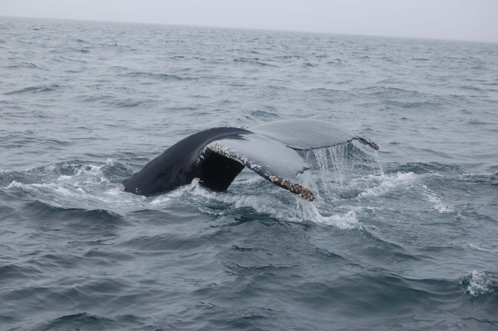 Humpback whale fluke