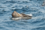 Mammals