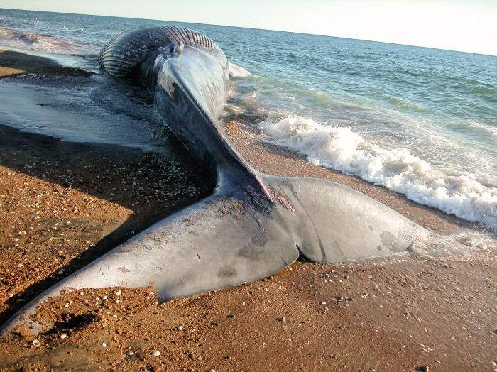 Blue whale stranding Blue whale stranding