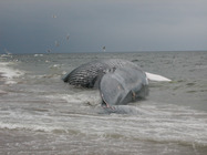 Blue whale-alternate ventral view