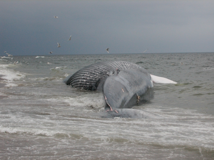 Blue whale-alternate ventral view Blue whale-alternate ventral view
