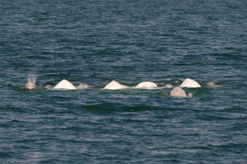 Beluga whales swimming