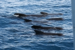 Mammals
