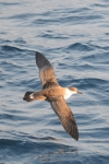 Marine birds
