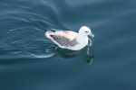 Marine birds