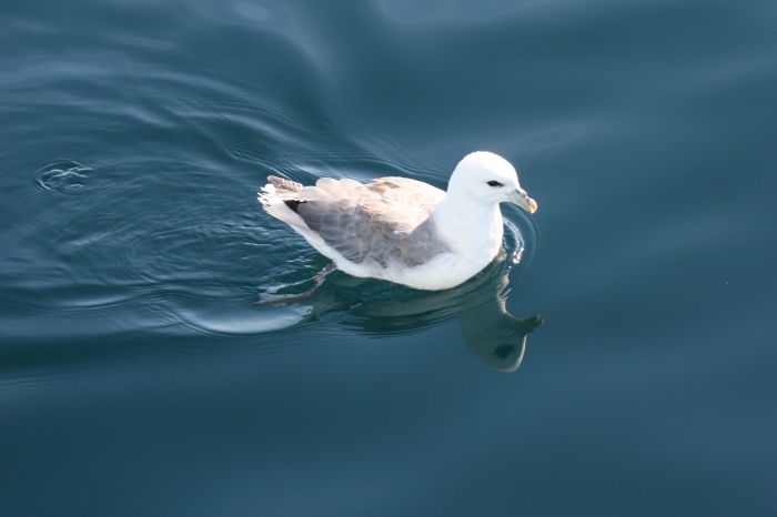 Northern fulmar Northern fulmar