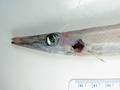 Aulopiformes
