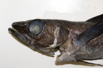 Arctogadus glacialis - head view, author: Nozes, Claude