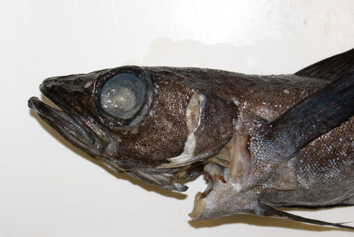 Arctogadus glacialis - head view Arctogadus glacialis - head view