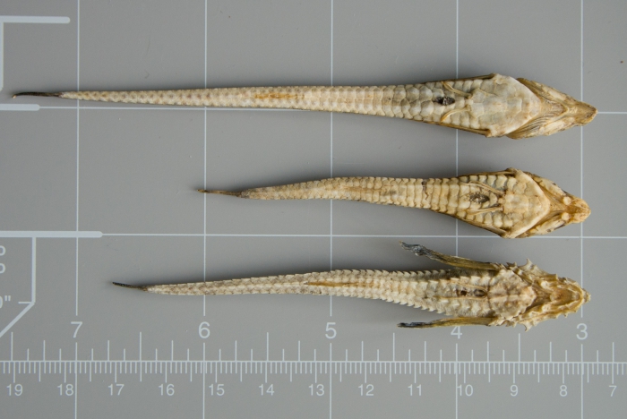 Alligatorfishes - comparison (ventral) Alligatorfishes - comparison (ventral)