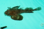 Hemitripterus americanus - small