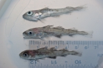 Gadiformes