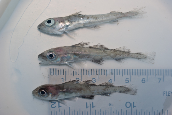 Gadus morhua - smaller trio Gadus morhua - smaller trio
