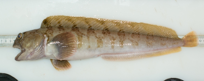 Anarhichas lupus - juvenile Anarhichas lupus - juvenile