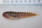 Perciformes