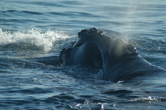 Right whale Right whale
