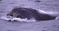Mammalia (mammals)