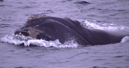 Right whale