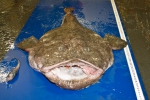 Lophius americanus - monkfish, author: Nozes, Claude