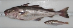 Melanogrammus aeglefinus - haddock, pair, author: Nozes, Claude