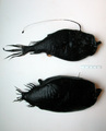 Ceratias holboelli and Cryptopsaras couesii (deepsea anglers), author: Fisheries and Oceans Canada, Claude Nozes