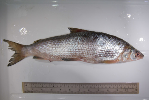 Coregonus clupeaformis - lake whitefish Coregonus clupeaformis - lake whitefish