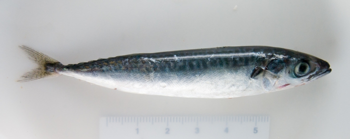 Scomber scombrus - mackerel (juvenile) Scomber scombrus - mackerel (juvenile)