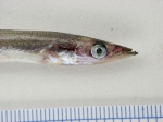 Ammodytes - sand lance (head view), author: Nozes, Claude