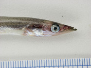 Ammodytes - sand lance (head view)