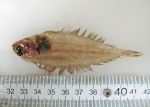 Pleuronectiformes