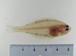 Hippoglossoides platessoides - American plaice (juvenile), author: Nozes, Claude