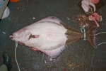 Hippoglossus hippoglossus - Atlantic halibut, author: Nozes, Claude